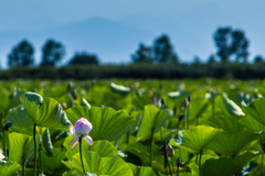 آغاز شکفتن نیلوفرهای آبی تالاب انزلی 